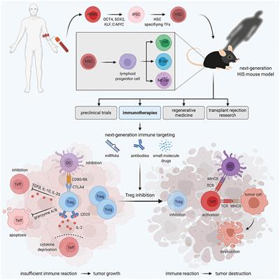 Advances in Human Immune System Mouse Models for Personalized Treg-Based Immunotherapies